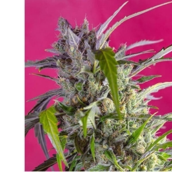 Auto Crystal Candy 3+1 - Imagen 1