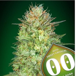 Auto Sweet Critical 25 ud. - Imagen 1
