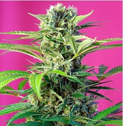 Chem Beyond Diesel CBD 3+1 - Imagen 1