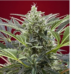 Cream 47 3+1 - Imagen 1