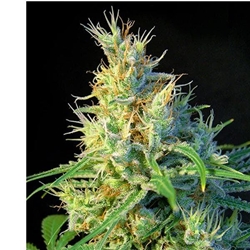 Psicodelicia 3+1 - Imagen 1