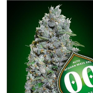 Auto Afghan Mass XXL 25 ud. - Imagen 1