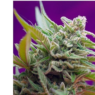 Auto Black Jack 5+2 - Imagen 1