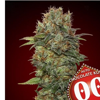 Auto Chocolate Kush 25 ud. - Imagen 1