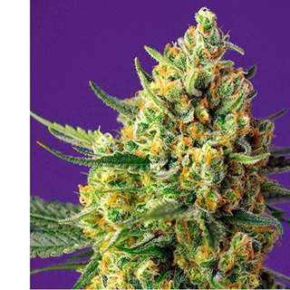 Auto Crystal Candy XL 5+2 - Imagen 1