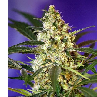 Auto Fast Bud 5+2 - Imagen 1