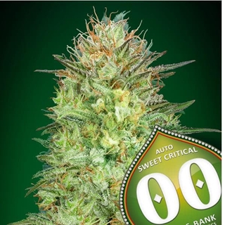 Auto Sweet Critical 25 ud. - Imagen 1