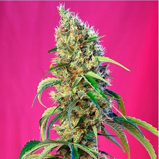Black Jack CBD 5+2 - Imagen 1