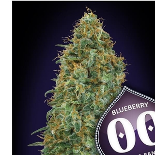 Blueberry 25 ud. - Imagen 1