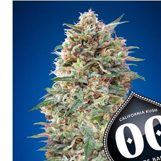 California Kush 25 ud. - Imagen 1