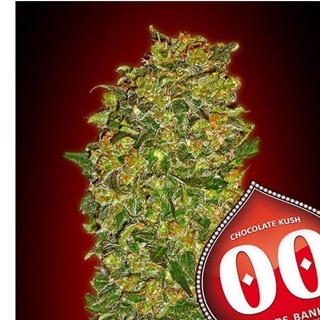 Chocolate Kush 5 ud. - Imagen 1