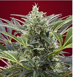 Cream 47 3+1 - Imagen 1