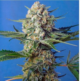 Crystal Candy F1 Fast Version 25 - Imagen 1