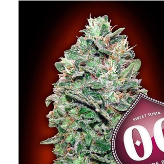 Sweet Soma 25 ud. - Imagen 1