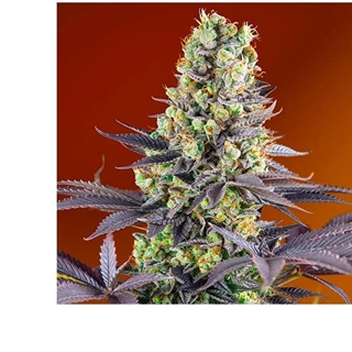 Sweet Zkittlez 3+1 - Imagen 1