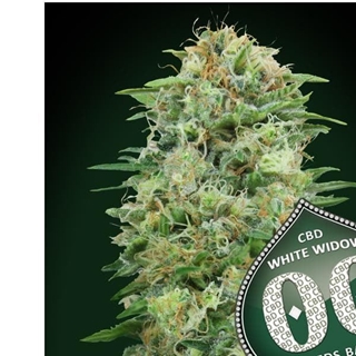 White Widow CBD 25 ud. - Imagen 1
